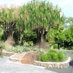 Ботанический сад Брисбена