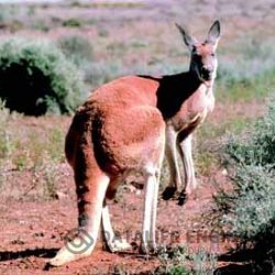 Охота на кенгуру в Австралии