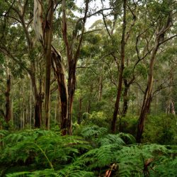 Сухие и дождевые эвкалиптовые леса в Тасмании